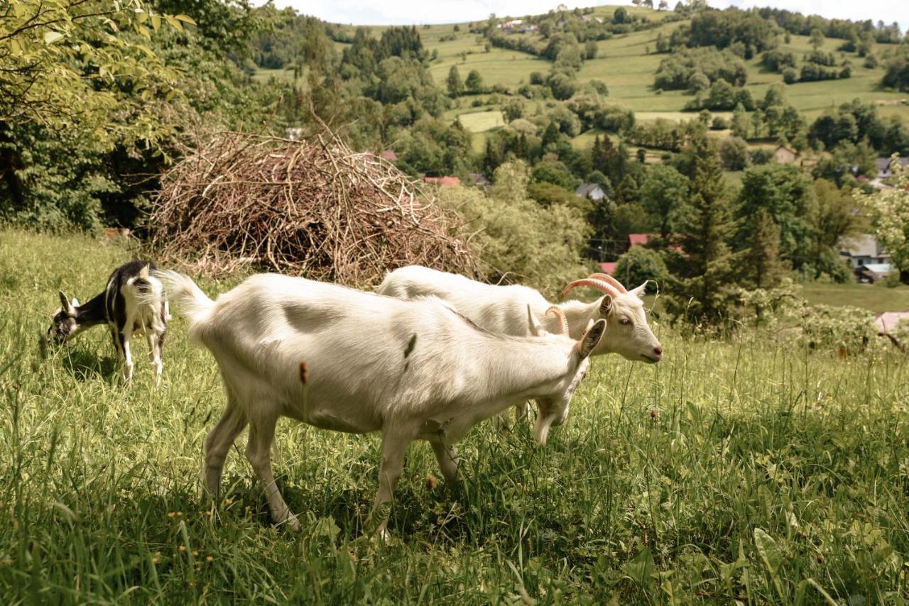 Cisowka Pokoje Goscinne Piwniczna-Zdroj エクステリア 写真